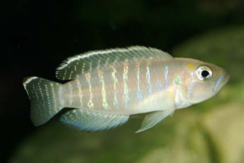 Neolamprologus brevis