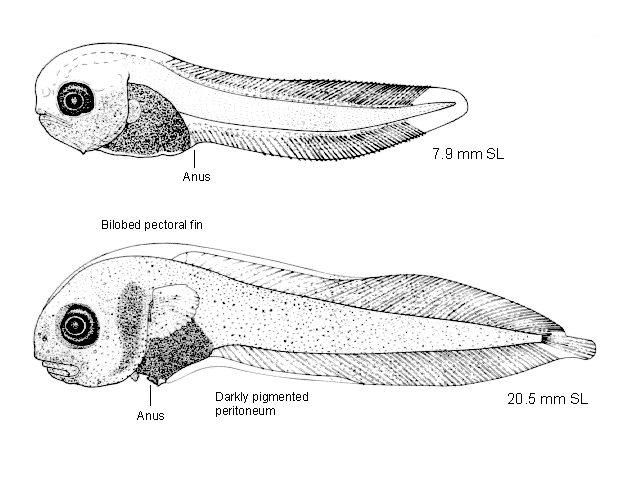 Nectoliparis pelagicus