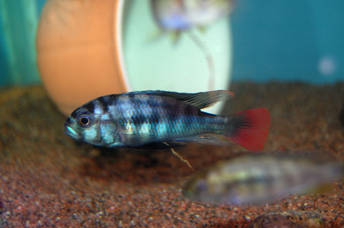 Haplochromis rufocaudalis