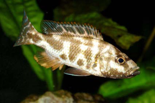  Nimbochromis livingstonii ya da ülkemizdeki adı ile Yaşayan Kaya