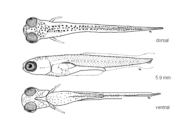 Notropis dorsalis