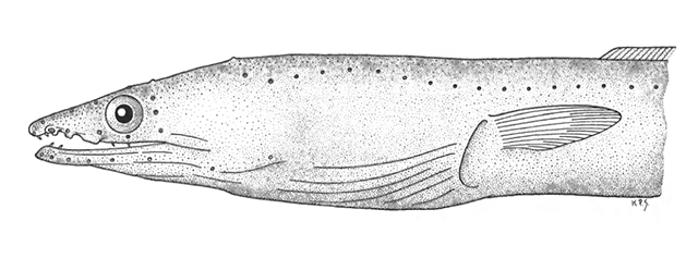 Ophichthus longipenis
