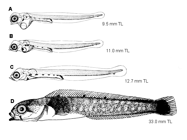 Opisthocentrus ocellatus