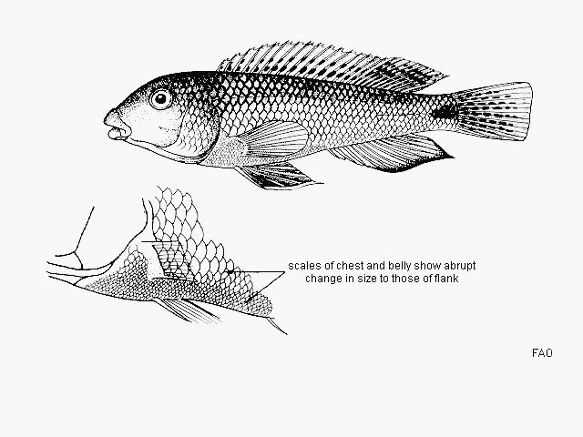 Orthochromis malagaraziensis