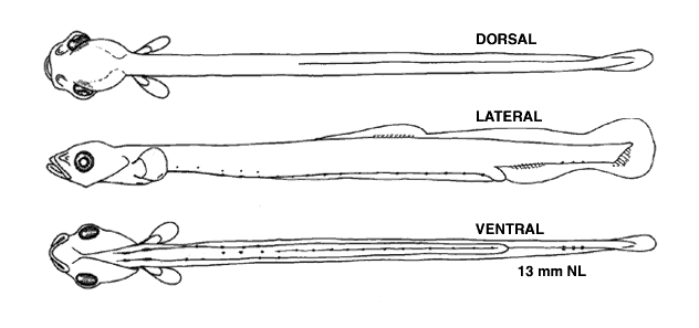 Osmerus mordax