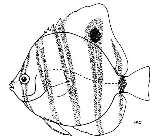 Parachaetodon ocellatus