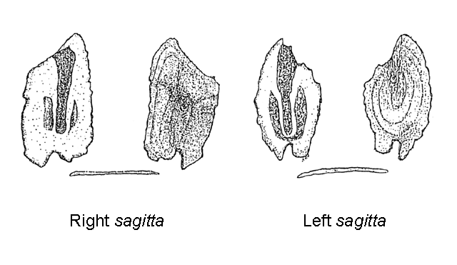 Paralichthys orbignyanus