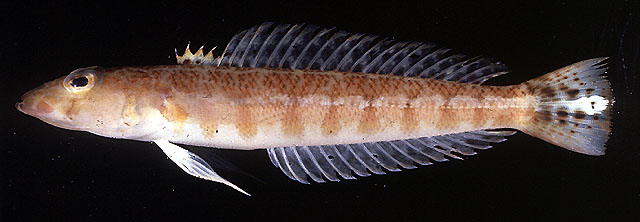 Parapercis xanthozona