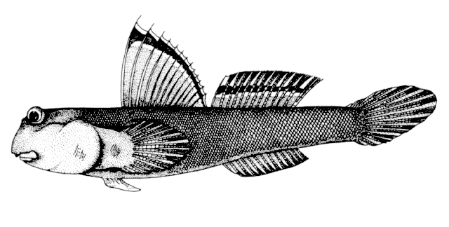 Periophthalmus magnuspinnatus