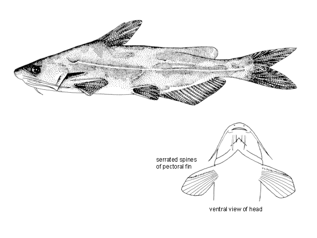 Tachysurus nitidus