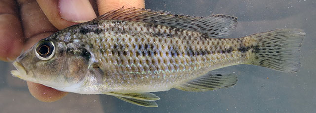 Pharyngochromis acuticeps