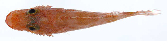 Phenacoscorpius longirostris