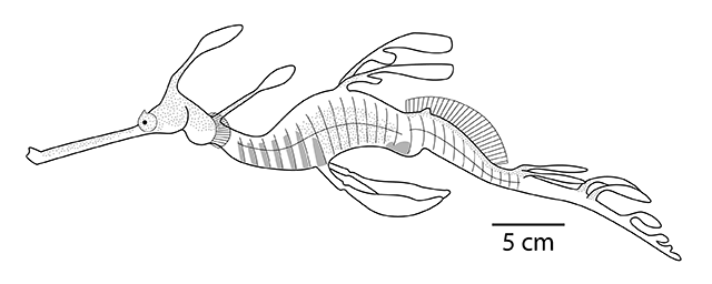 Phyllopteryx taeniolatus
