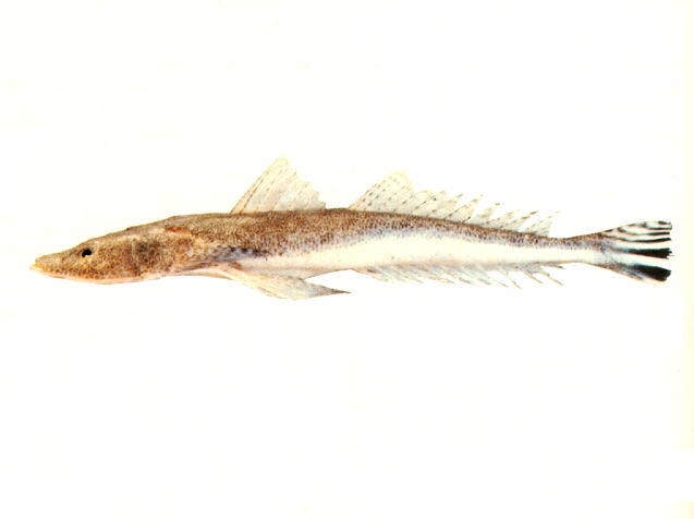 Platycephalus endrachtensis