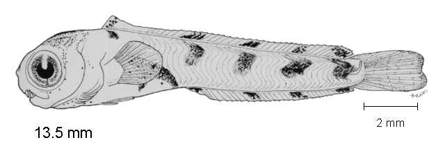 Plagiotremus azaleus