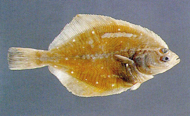 Platichthys bicoloratus