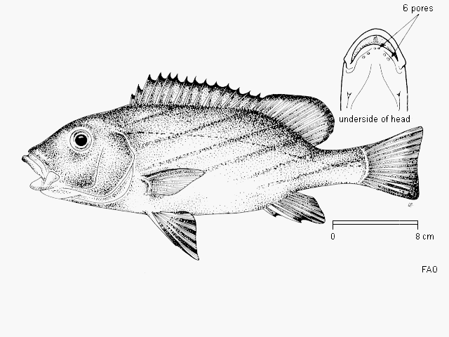 Plectorhinchus paulayi