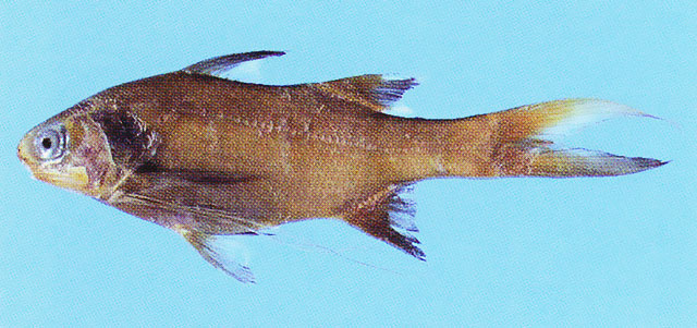 Polydactylus longipes
