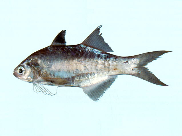 Australian threadfin