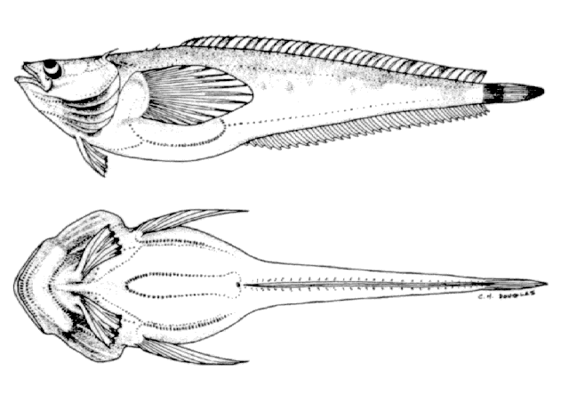 Porichthys notatus