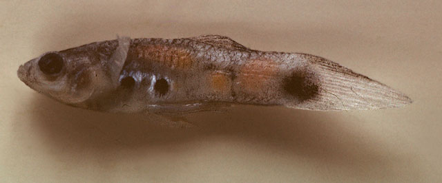 Poecilia reticulata