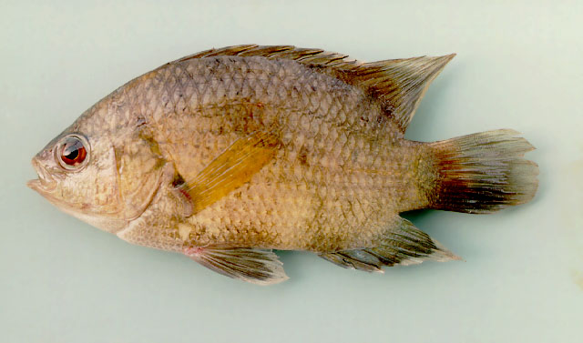 Malayan leaffish