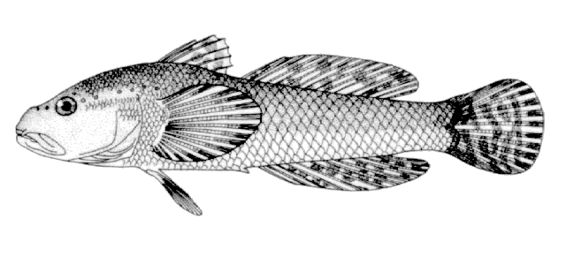 Proterorhinus marmoratus