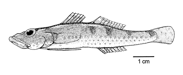 Psammogobius biocellatus