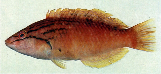 Pseudolabrus eoethinus