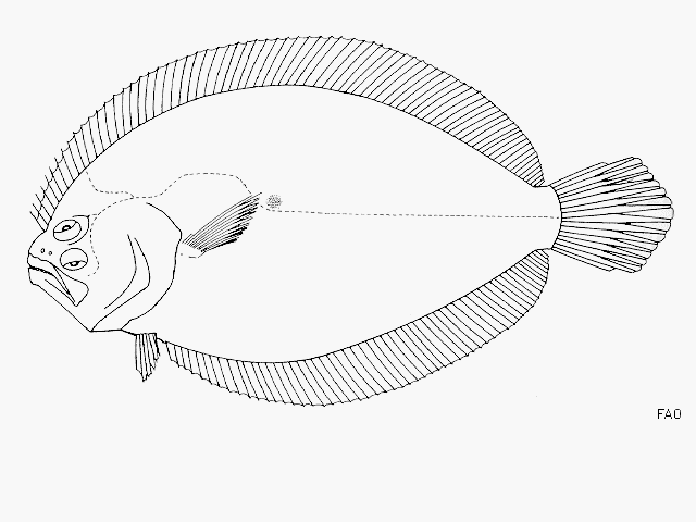 Pseudorhombus malayanus