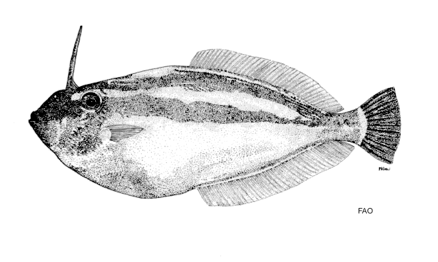 Pseudalutarius nasicornis