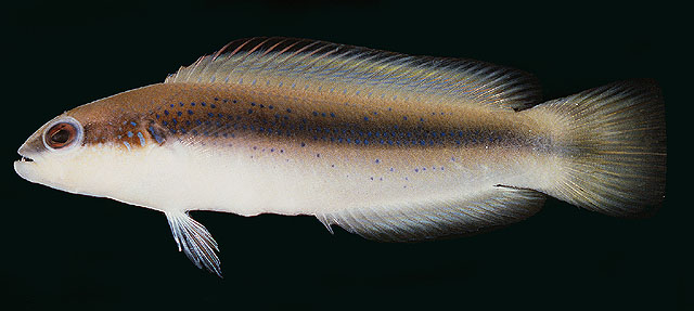 Pseudochromis nigrovittatus