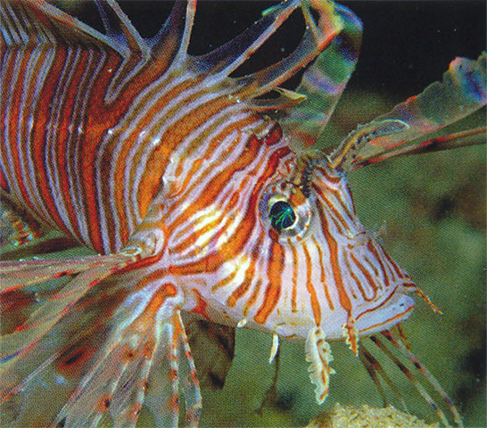 Pterois andover