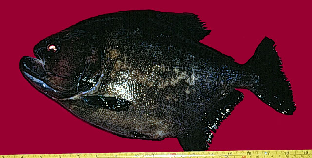 Serrasalmus rhombeus