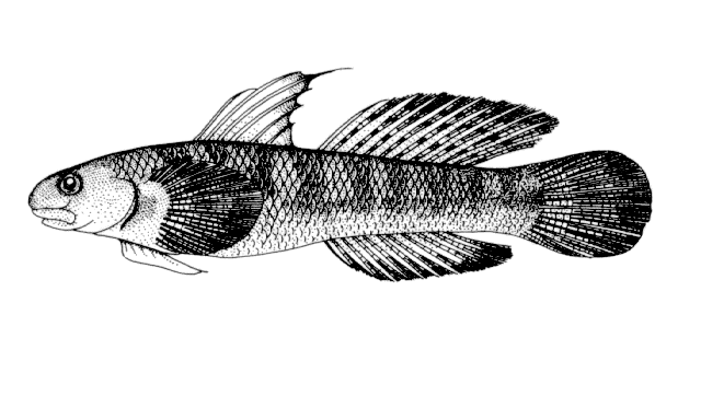 Sicyopterus japonicus