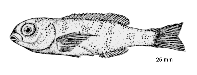 Stenotomus chrysops