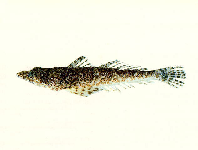 Sunagocia otaitensis