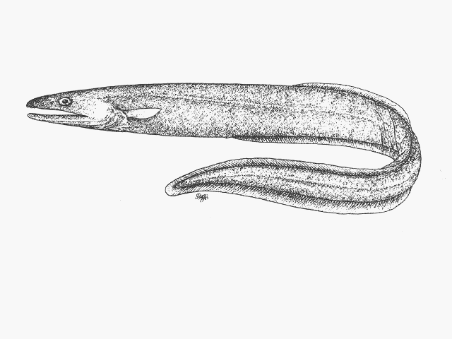 Synaphobranchus kaupii