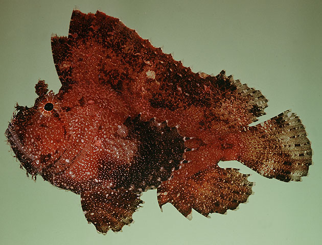 Taenianotus triacanthus