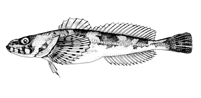 Trachidermus fasciatus