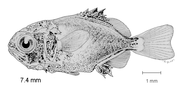 Trachinotus paitensis