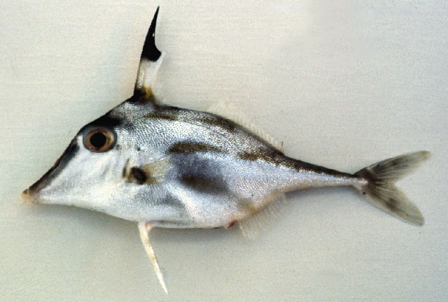Trixiphichthys weberi