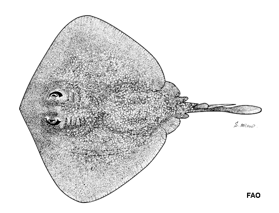 Urolophus bucculentus