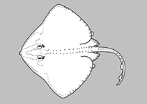 Image of Rhinoraja kujiensis (Dapple-bellied softnose skate)