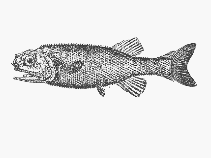 Image of Acanthochaenus luetkenii (Pricklefish)