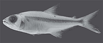 Image of Acestrocephalus nigrifasciatus 