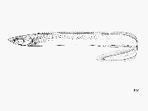 Image of Mastacembelus flavidus 