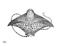 Image of Aetomylaeus milvus 