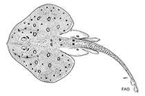 Image of Breviraja colesi (Lightnose skate)