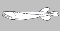 Image of Gyrinomimus grahami (Flabby whalefish)